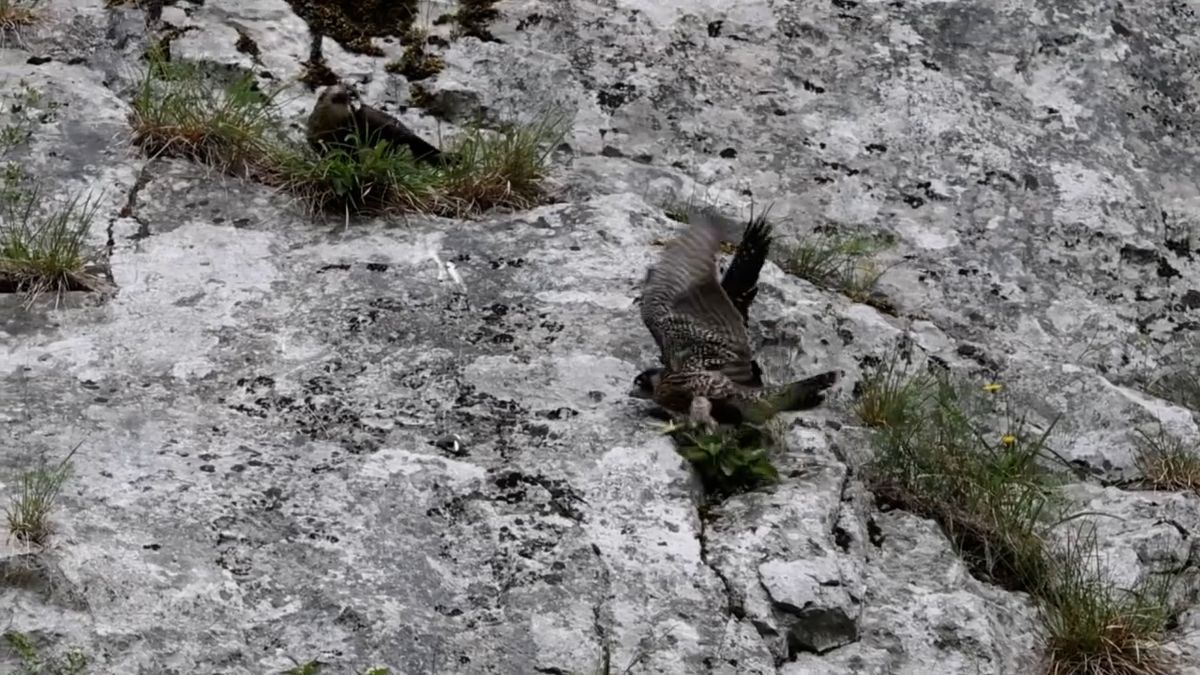 Dva ze tří sokolích párů v Moravském krasu uspěly, letos odchovaly celkem sedm mláďat
