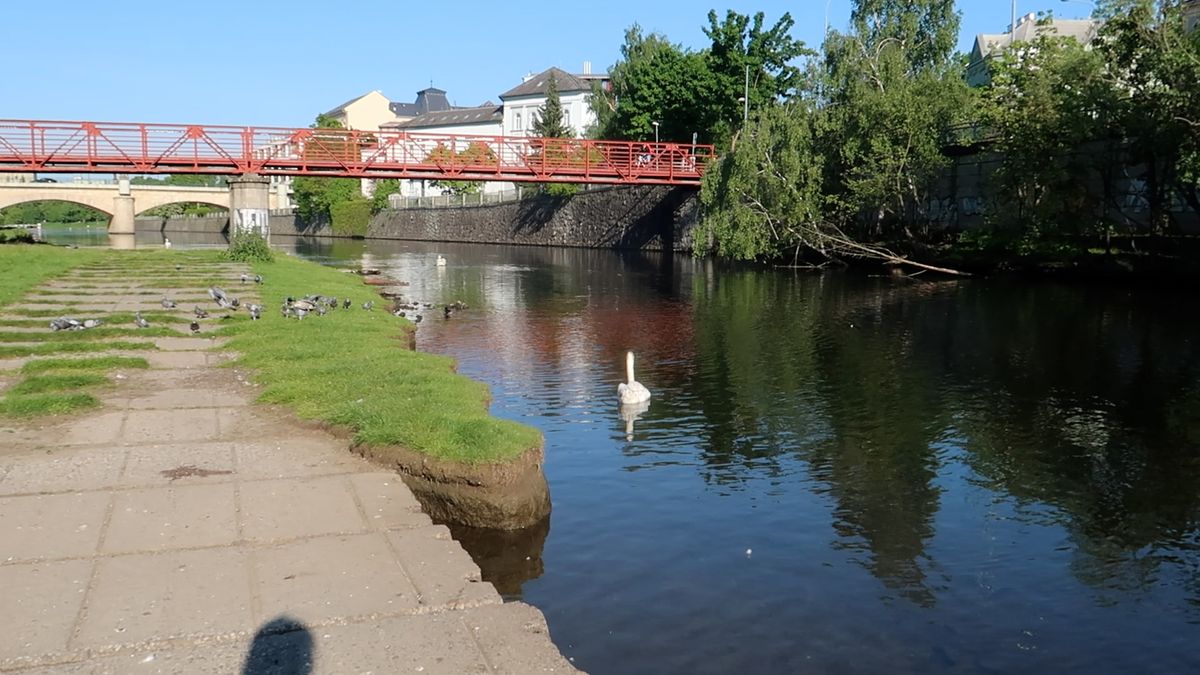 Plzeň bez milosti zatočila s nutriemi