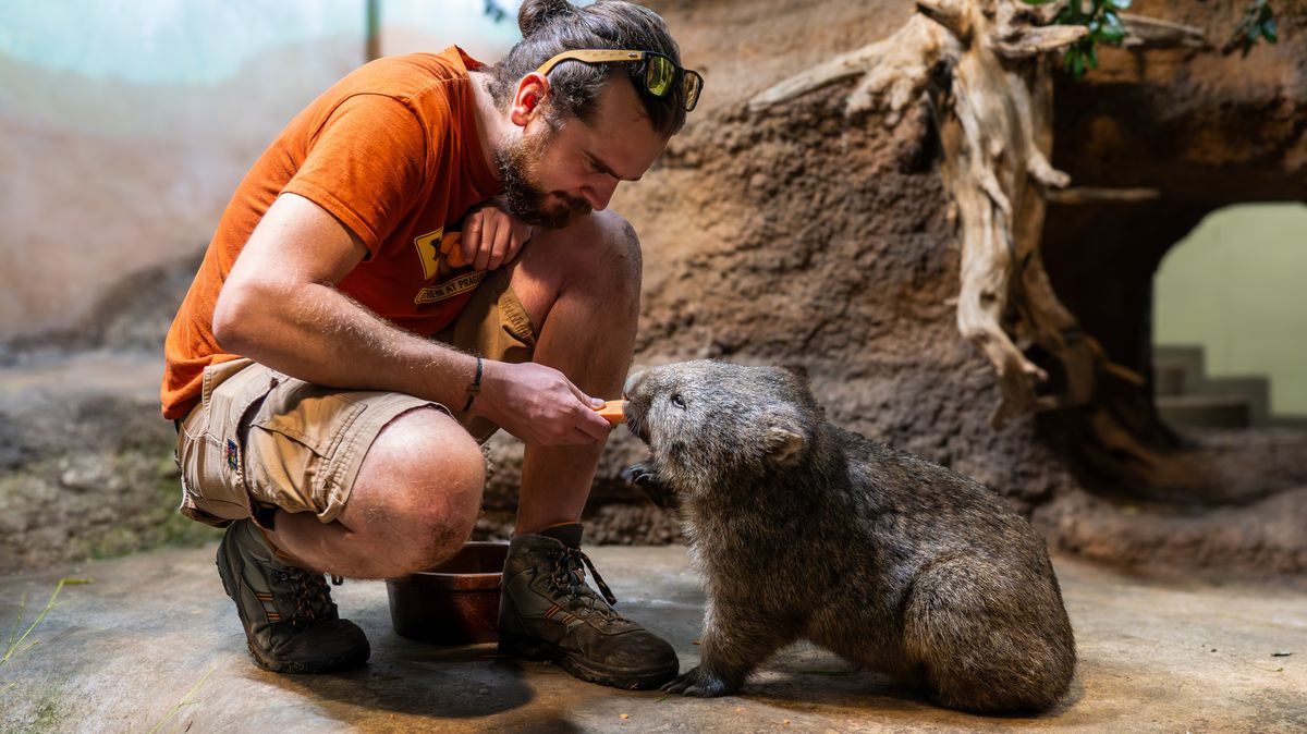 Děti si při speciální akci v pražské zoo vyzkoušejí, jaké to je být vombatem
