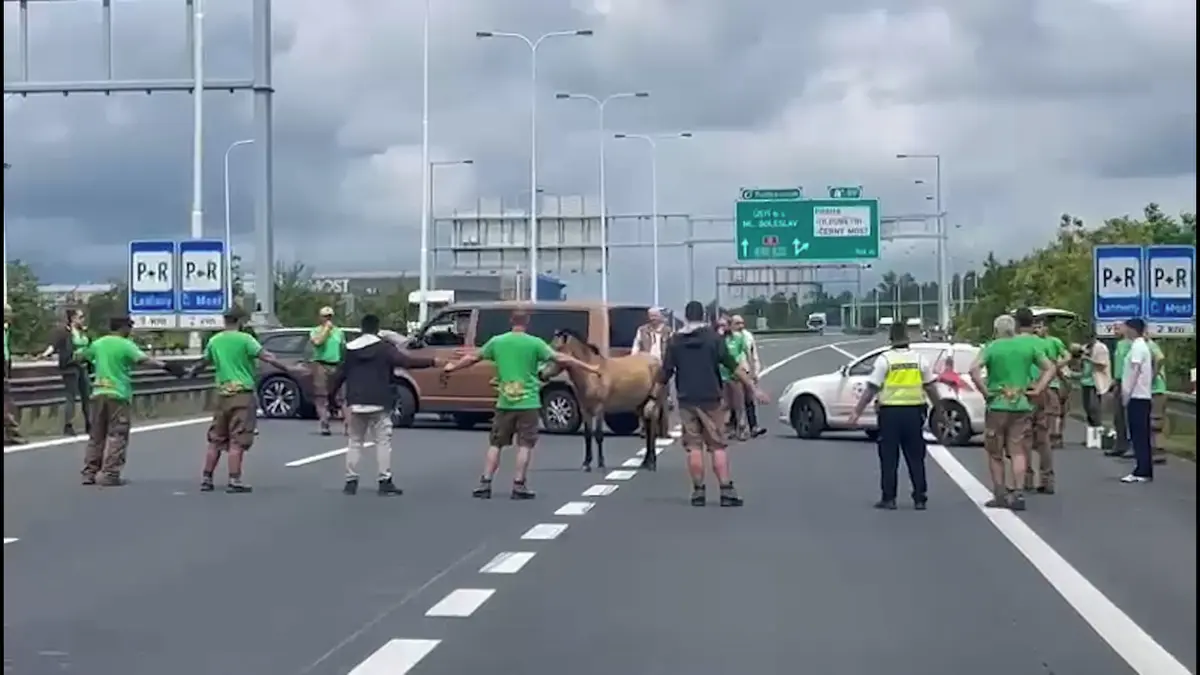 Koni Převalského se do Kazachstánu nechtělo. Na Pražském okruhu vyskočil z bedny a zablokoval dopravu - Novinky
