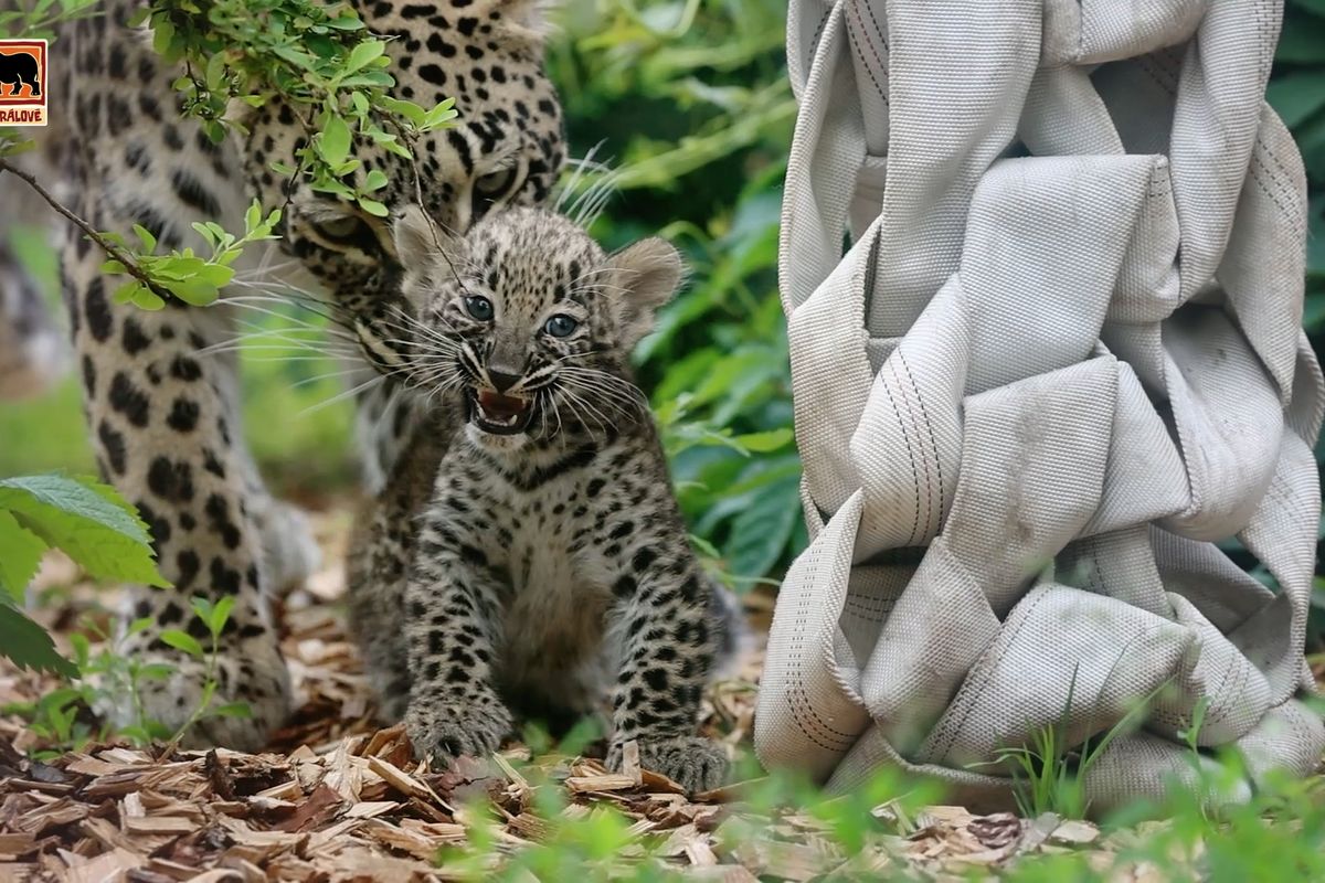 Safari Park zveřejnil první video levhartích mláďat, okouzlují roztomilostí