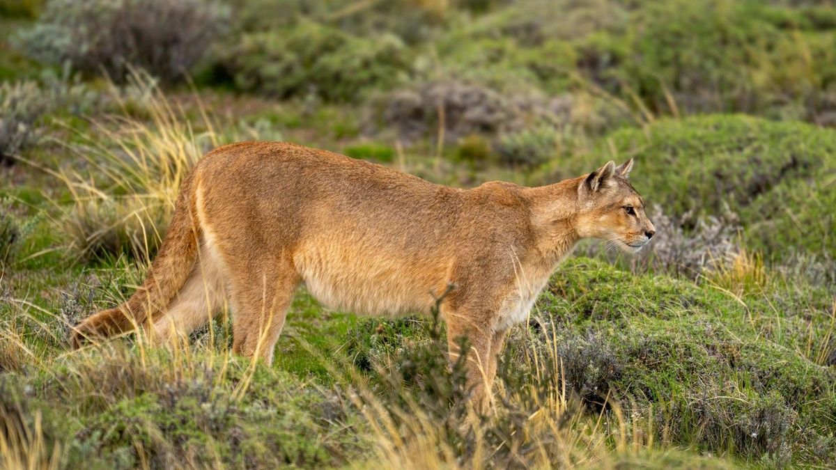 Neznámá kočkovitá šelma, snad puma, drží v napětí obyvatele německého okresu. Úřady potvrdily pravost videa