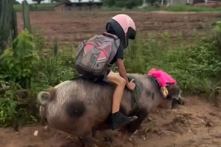 Devítiletý brazilský chlapec jezdí do školy na praseti