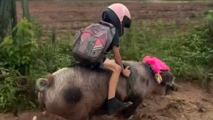 Devítiletý brazilský chlapec jezdí do školy na praseti