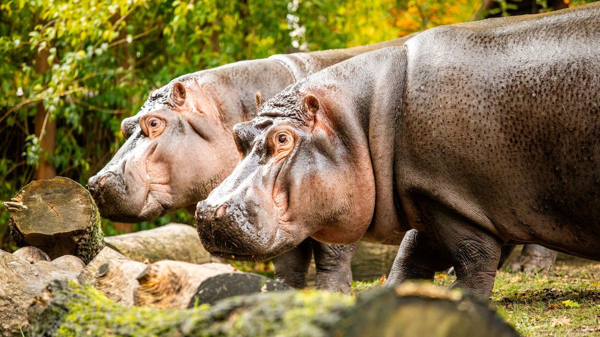 Kolumbie se chystá odstřelit desítky Escobarových hrochů