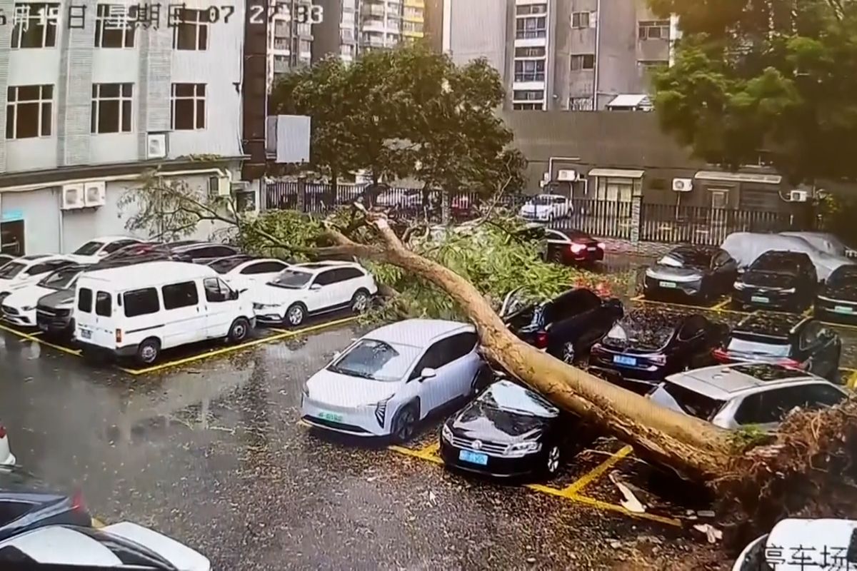 Auto na parkovišti uniklo padajícímu stromu jen o vlásek
