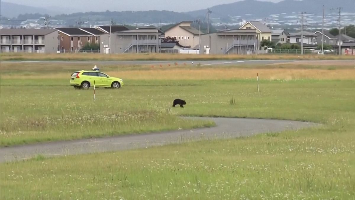 Medvěd v Japonsku pobíhal po ranveji a zastavil provoz letiště. Zachytily to kamery
