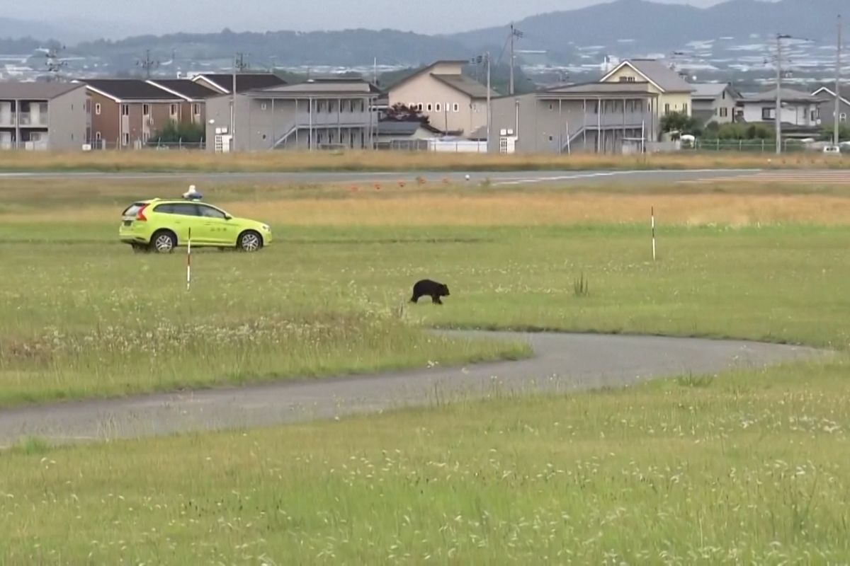 Medvěd v Japonsku pobíhal po ranveji a zastavil provoz letiště. Zachytily to kamery