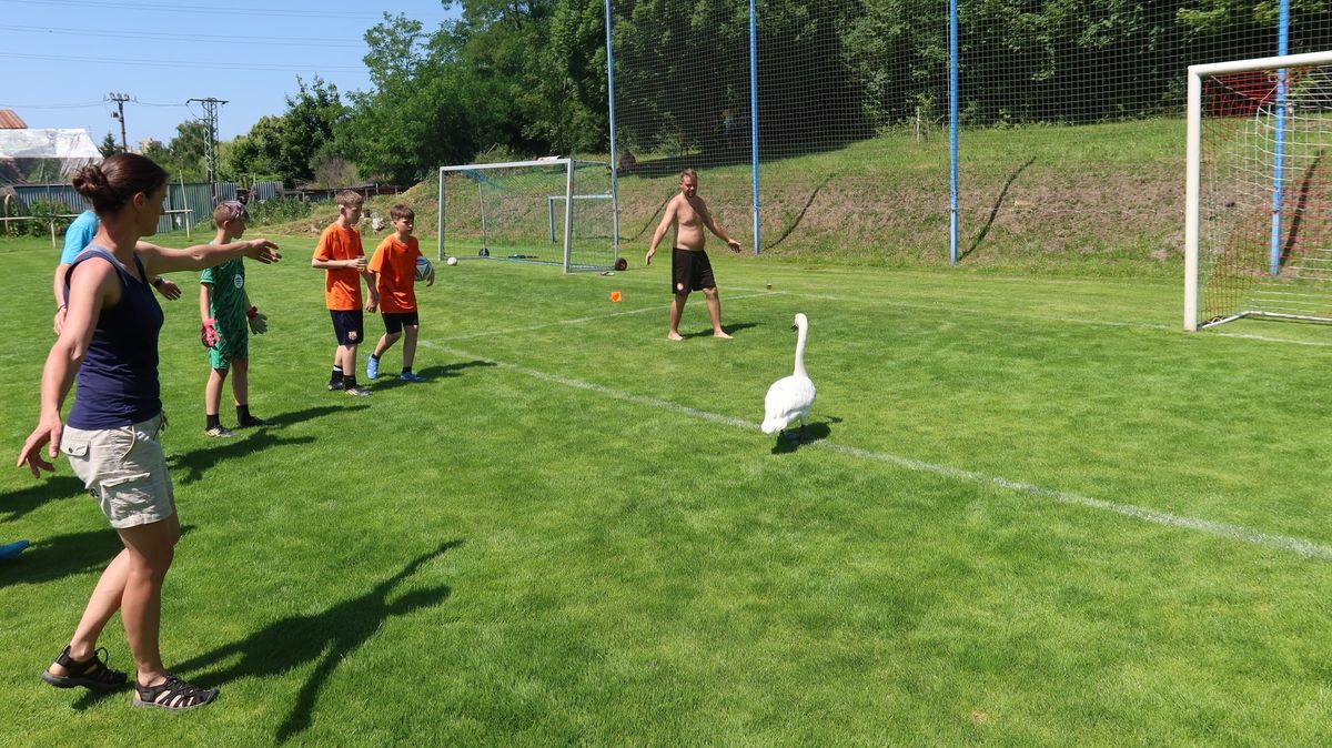 Labuť přistála mezi fotbalisty. Chytili ji v bráně