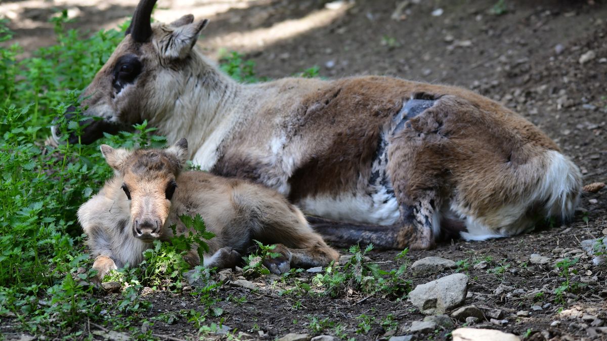 Olomoucká zoo má největší stádo sobů chované v evropských zahradách