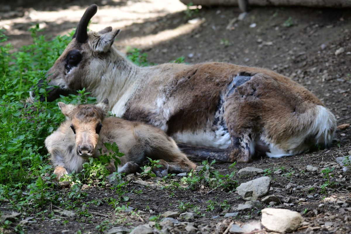 Olomoucká zoo má největší stádo sobů chované v evropských zahradách