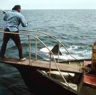 Na spoustě záběrů je kvůli poruchám vidět třeba jen ploutev, filmu to ale dodává na dramatičnosti.