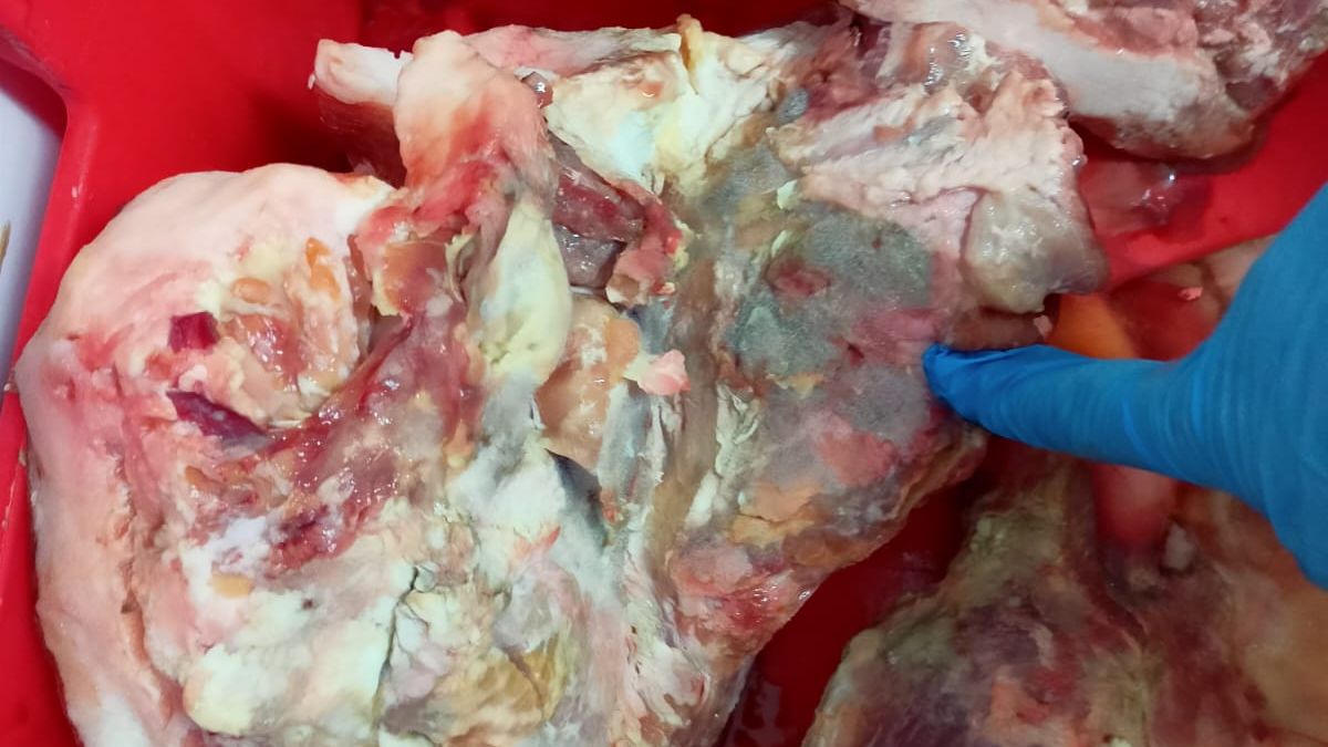 Plesnivé maso a všude nepořádek. Brněnské řeznictví se s hygienou nepáralo