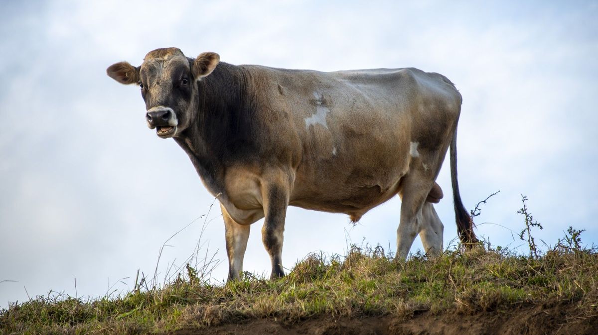 Býk na Plzeňsku zranil tři lidi včetně dítěte