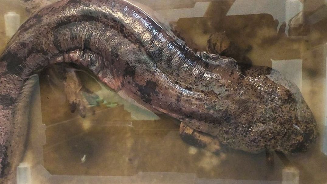 Trable s velemlokem. Vzácné zvíře někdo odložil před plzeňskou zoo