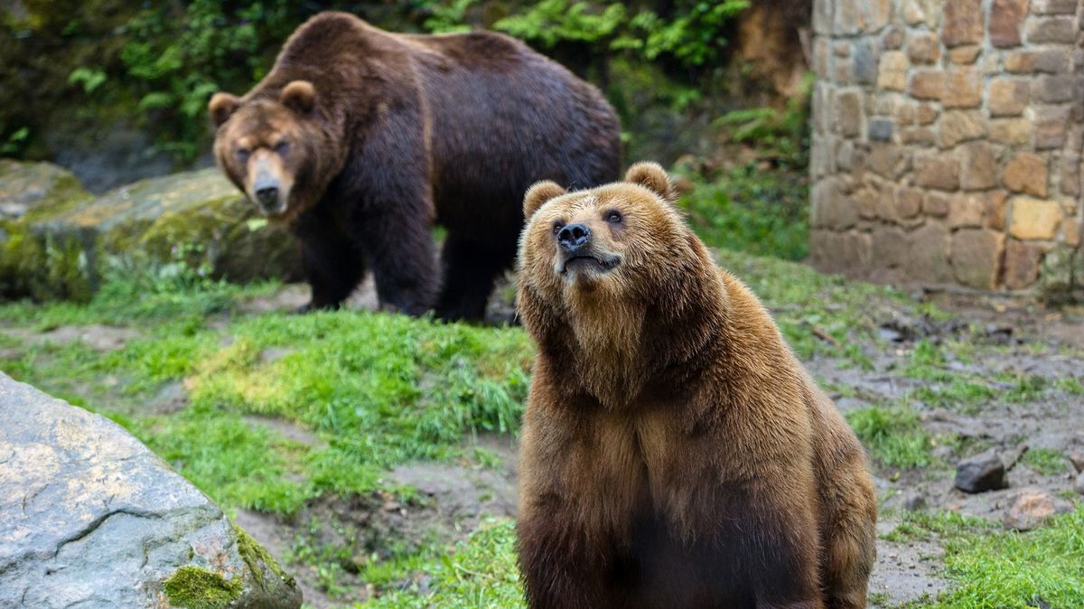 Létaly chlupy a tekla krev. Teď se medvěd z děčínské zoo zamiloval a zhubnul