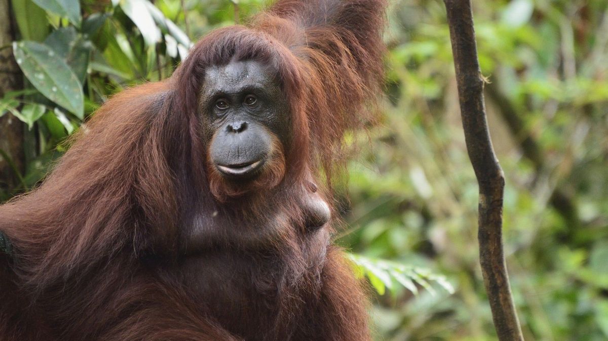 Z výběhu frankfurtské zoo utekli čtyři orangutani, areál evakuoval stovky návštěvníků