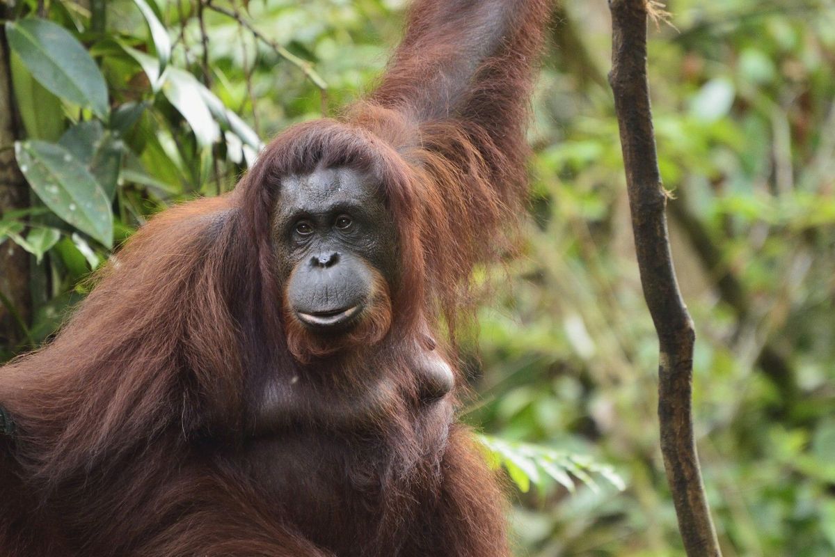 Z výběhu frankfurtské zoo utekli čtyři orangutani, areál evakuoval stovky návštěvníků