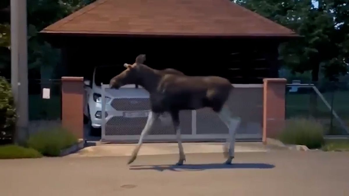Los evropský, který se toulá Ostravskem, se snaží dostat na Šumavu