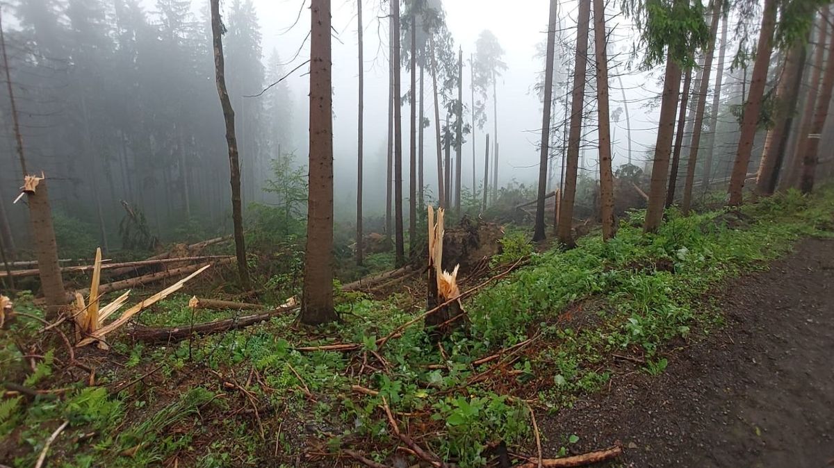 Miliardový tendr státních lesů má svého vítěze
