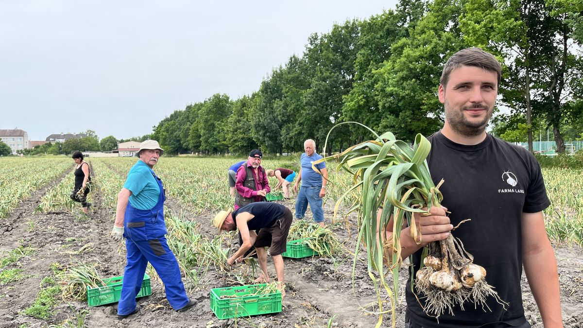 Samosběr je fenoménem, vyplatí se farmářům i zákazníkům