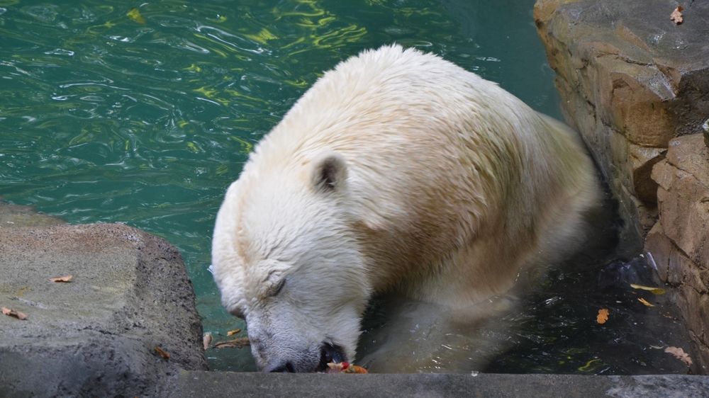 Brněnská zoo získala od městských Tepláren 300 tisíc. Renovuje expozici ledních medvědů