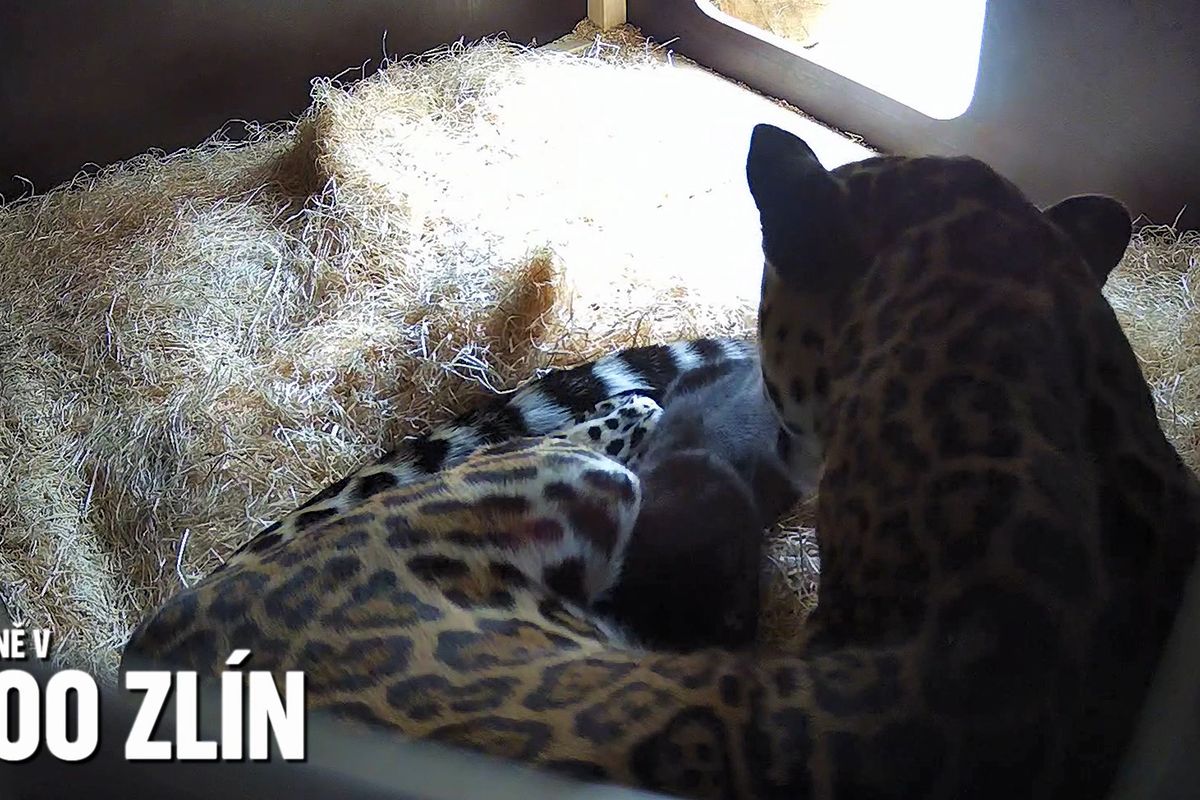 Mládě jaguára amerického ve zlínské zoo je samička. Jde o světově výjimečný odchov