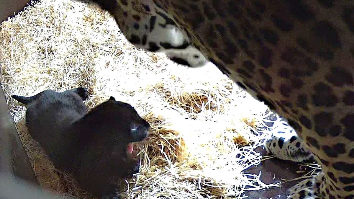 Světový úspěch ve zlínské zoo. Narodilo se v ní jaguáří mládě