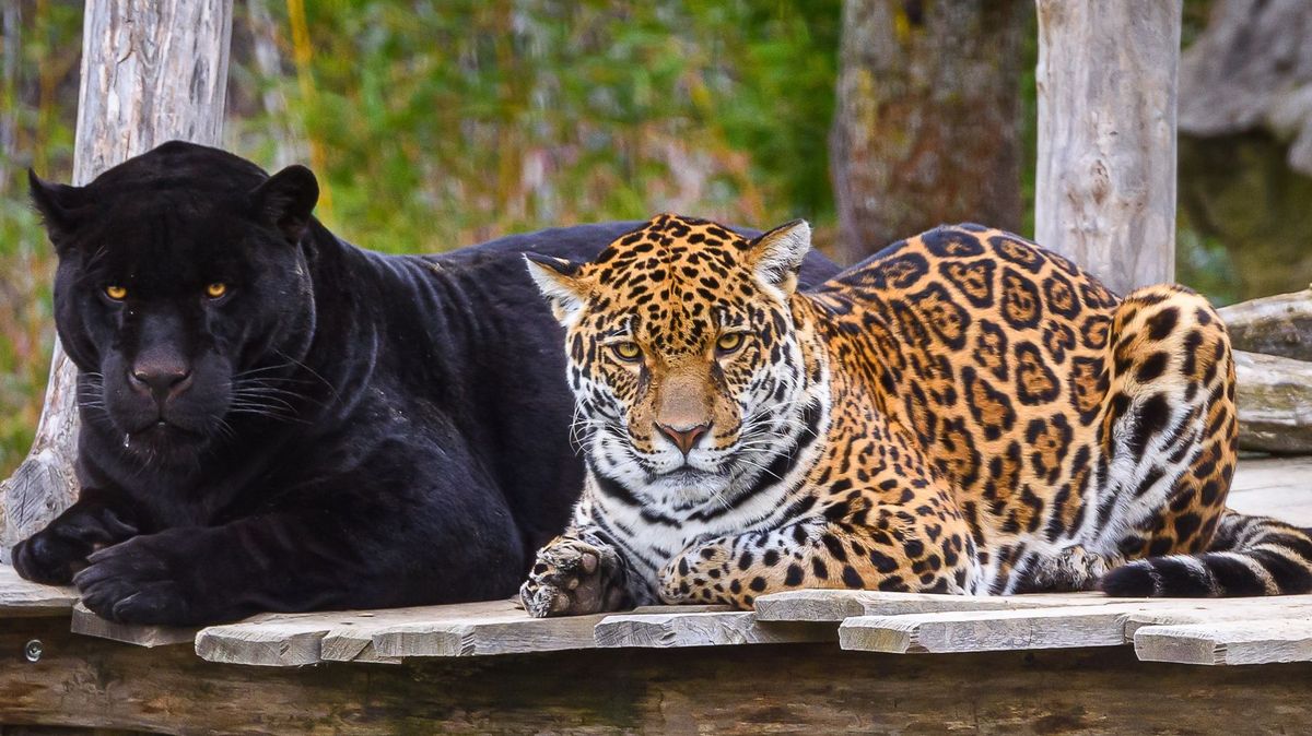 Zoo Zlín zažila rekordní měsíc, letos chce překonat osmisettisícovou návštěvnost