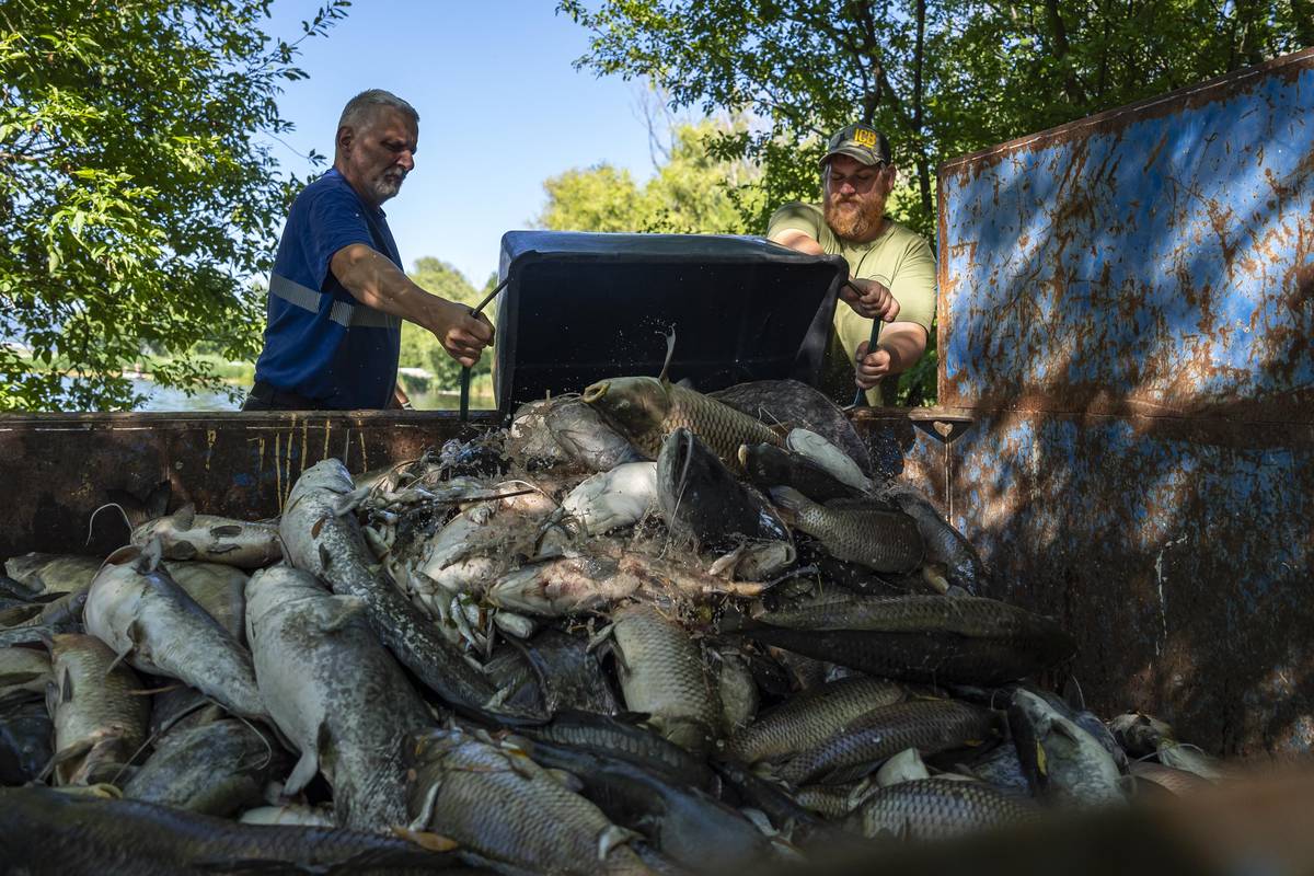 Uhynulé ryby z Modlanského rybníka loví od neděle. Po víkendu překročili deset tun a stále není konec. 