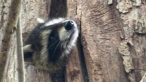 Mýval se zasekl ve stromě, zachraňovali ho čtyři lidé