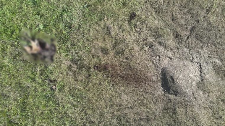 V černobylské zakázané zóně šlápl kůň Převalského na minu