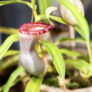 Láčkovek existuje přes 100 druhů. Do speciálních lapacích orgánů (láček) chytají hmyz, ale i drobné hlodavce. 