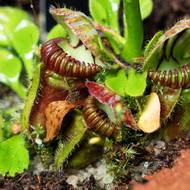 Láčkovice australská (Cephalotus follicularis) se vyskytuje jen na relativně malém území na západě Austrálie nedaleko města Albany. Proto se jí říká „albánská láčkovka“. 