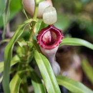 Láčkovky (Nepenthes) se vyskytují převážně v jihovýchodní Asii. 