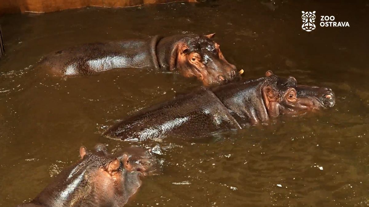 Samce po izolaci vypustili k samicím. Ostravská zoo má šanci, že se tu po letech narodí hroch