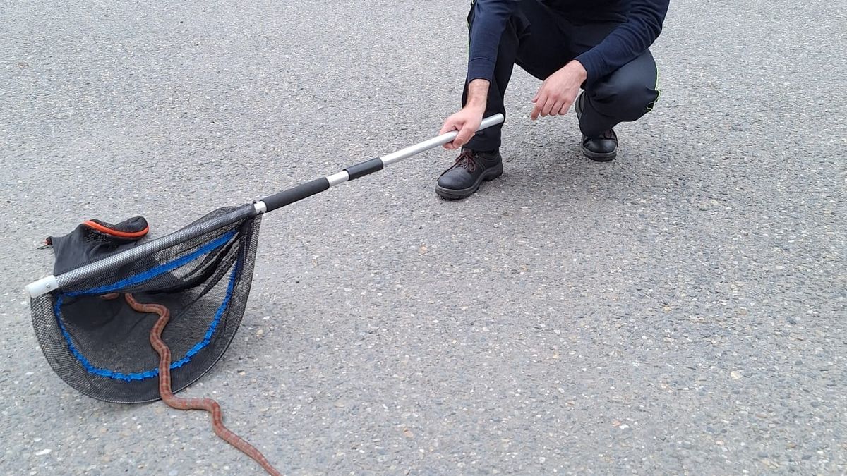 Netradiční pátrání v Litovli. Hledá se majitel hada
