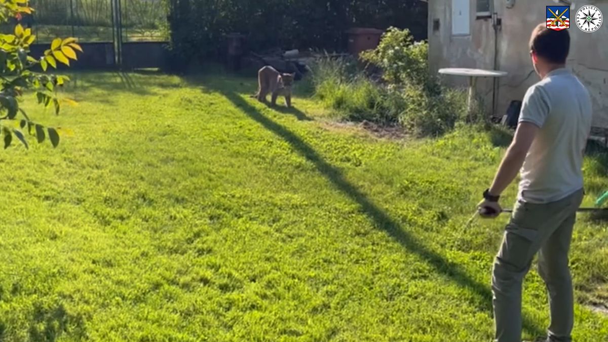 Policie zveřejnila video z odchytu pumy na Sokolovsku