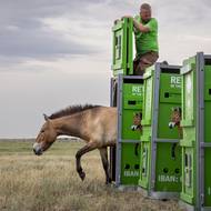 První nesmělé kroky do aklimatizační ohrady. 