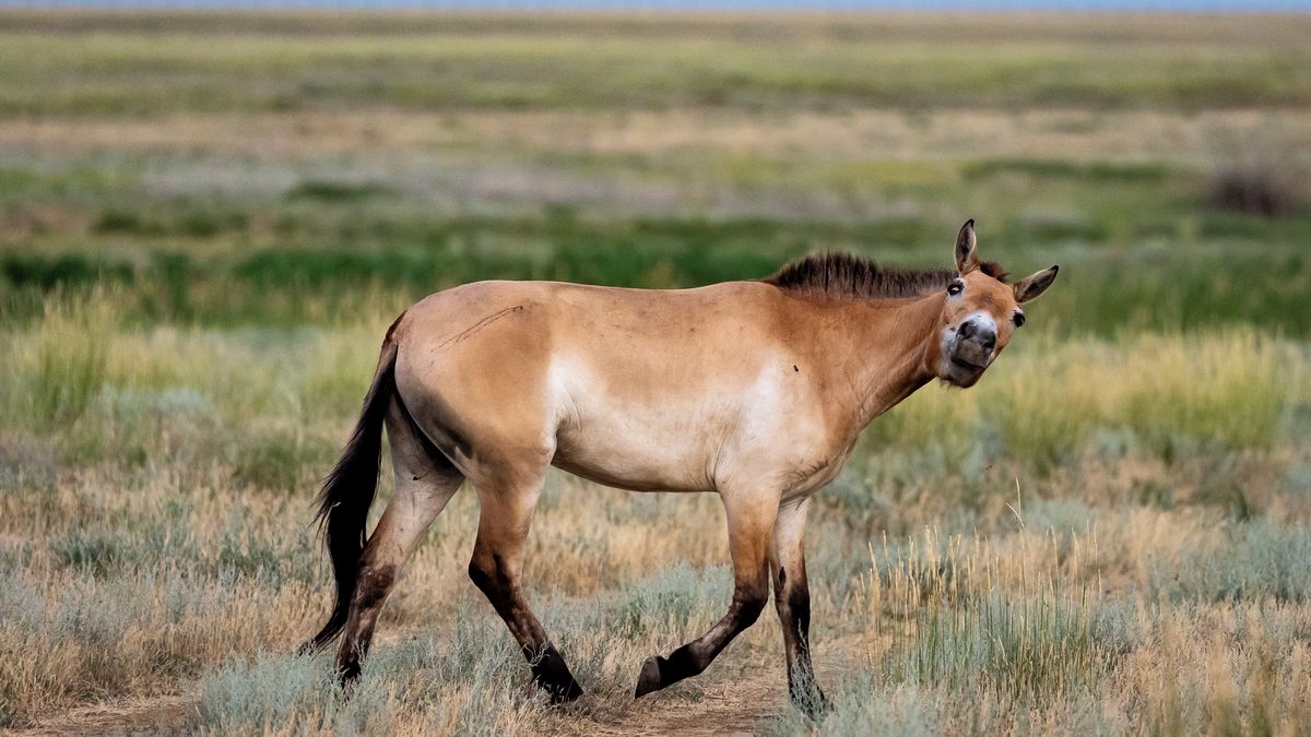V černobylské zóně spatřili vzácného koně Převalského