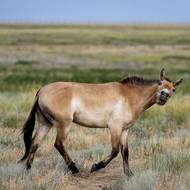 Transport divokých koní Převalského do Zlaté stepi v Kazachstánu.