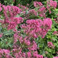 V areálu jsou vysázeny pouze trvalky.