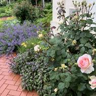 Růže je v křesťanství silně spojována s Pannou Marií. Symbolizuje čistotu a lásku.