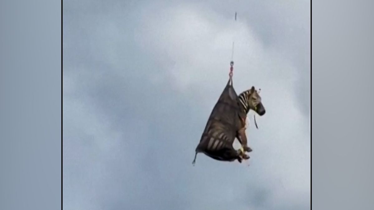 Uprchlá zebra se vrátila americkému chovateli v síti zavěšené pod vrtulníkem