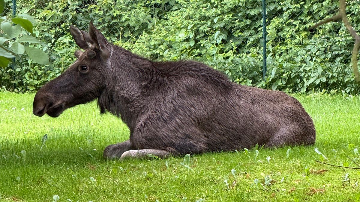 U Ostravy se toulal divoký los, ustlal si na zahradě