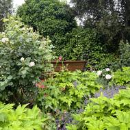 V zahradě je vysázeno na dva tisíce rostlin.