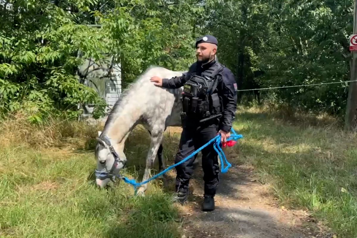 Policisté na okraji Prahy chytili zatoulaného koně. Postával u autobusové zastávky