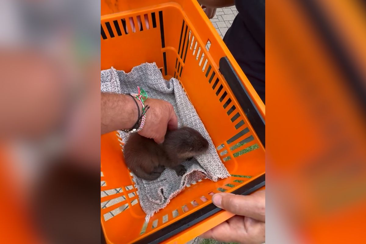 Na hnojišti na Písecku leželo vysílené vydří mládě. Ošetřovatelka ho teď krmí i masíruje