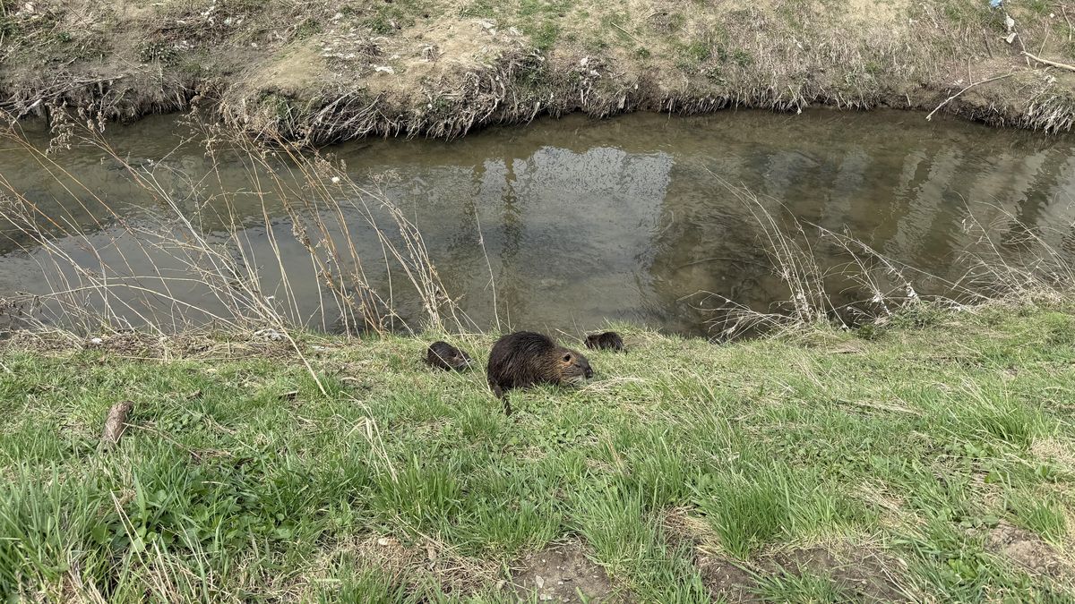 Přemnožené nutrie děsí obyvatele kolem řeky Kyjovky, krmit je ale nepřestanou