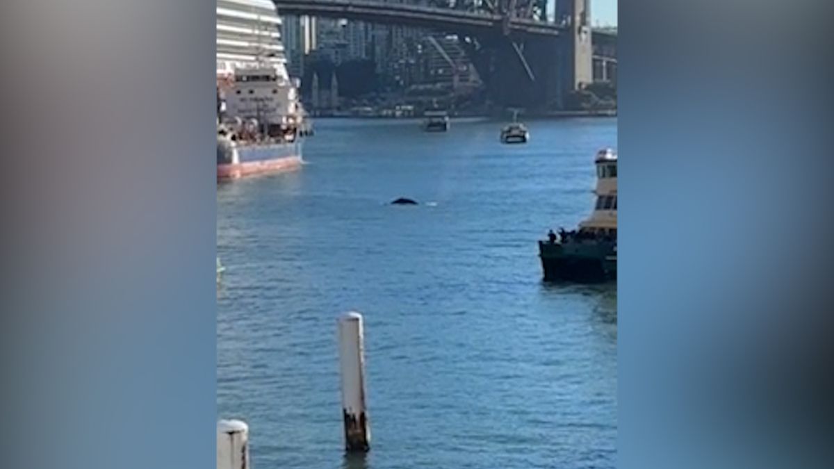 Mladý keporkak si připlul prohlédnout přístav v Sydney